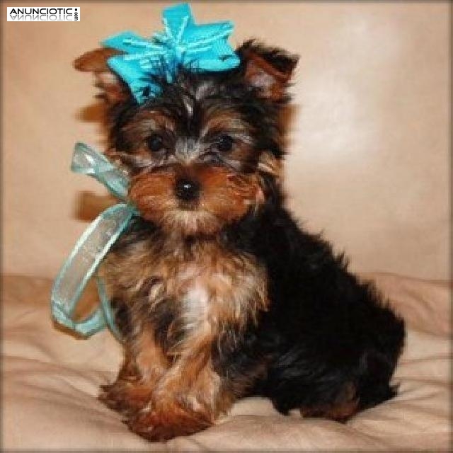 Regalo Yorkshire Terrier (Yorkie) cachorros para la adopción