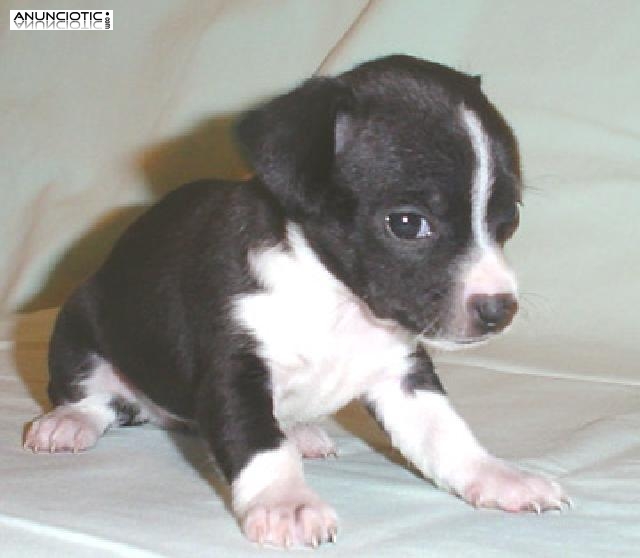 Camada de Chihuahuas de Bolsillo