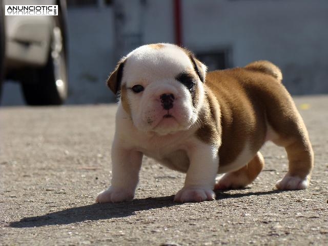 .REGALO Preciosos cachorros de bulldog ingles