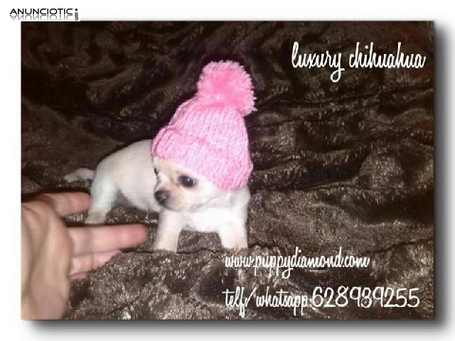 Luxury chihuahua /puppydiamond