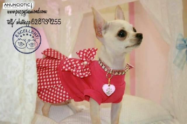 Luxury chihuahua /puppydiamond