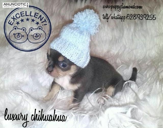 Luxury chihuahua /puppydiamond