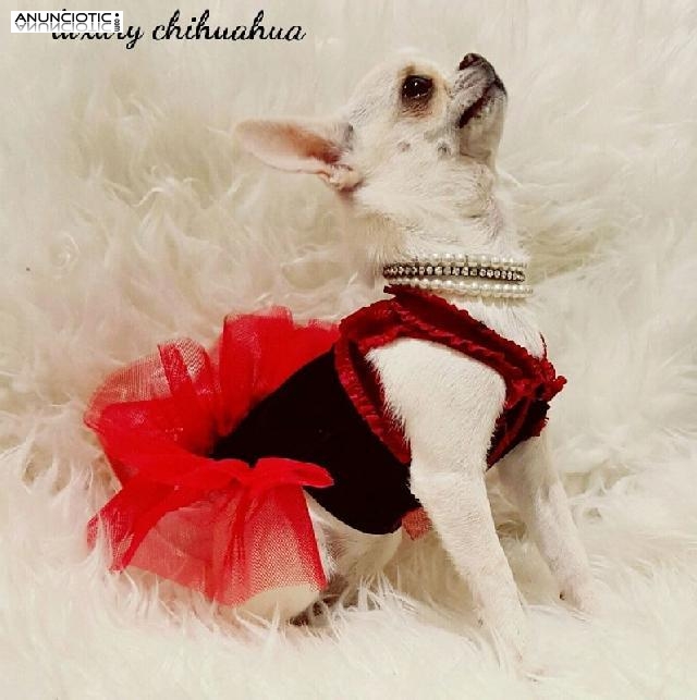 Puppydiamond boutique exclusiva