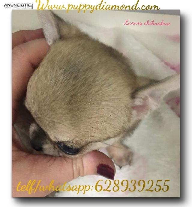 Cria exclusiva puppydiamond chihuahuas