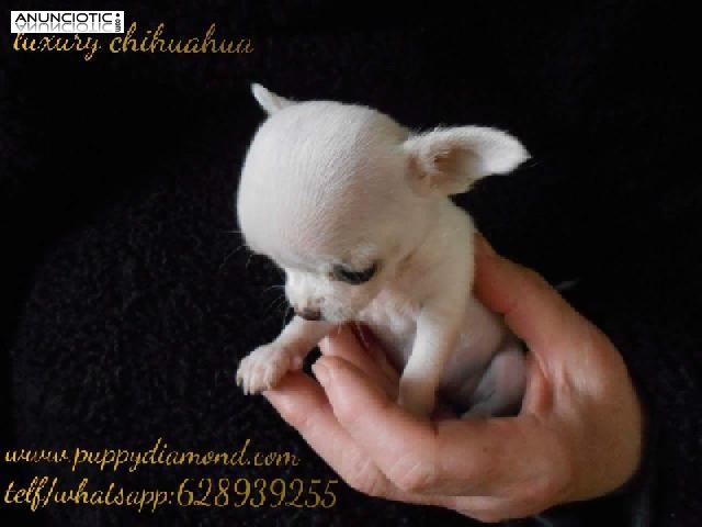 Cria exclusiva puppydiamond chihuahuas