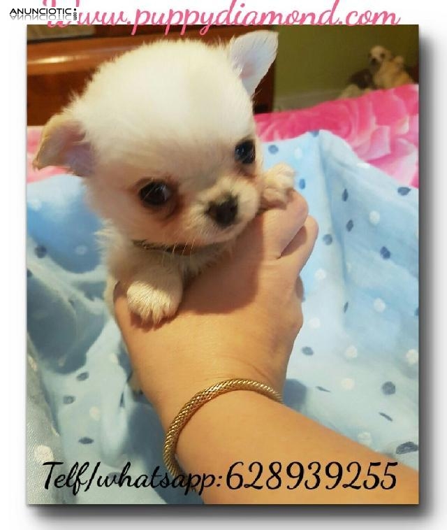 Luxury puppydiamond chihuahua lulu pom