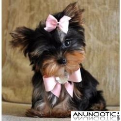 Regalo Yorkshire Terrier cachorros disponibles 