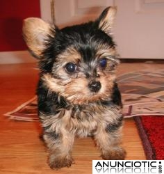 Regalo macho cachorro de yorkshire terrier,,, 