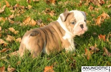 Dos hermosos cachorros bulldog Inglés