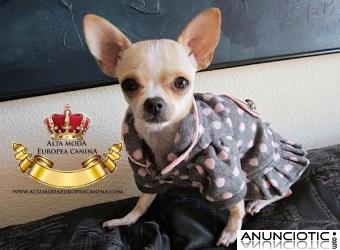 Ropa para Perros, descuento hasta 50%