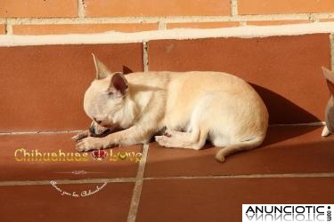 Si buscas un chihuahua pequeÃ±o