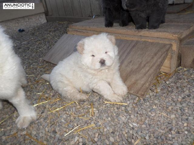  Cachorros de perro  CHOW CHOW 