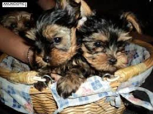 Regalo cachorros toy , de yorkshire terrier