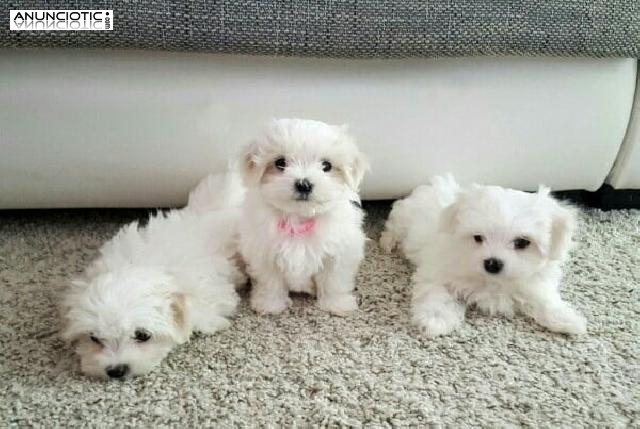 Regalo Cachorro de Bichon maltés entrenado en casa para adopción