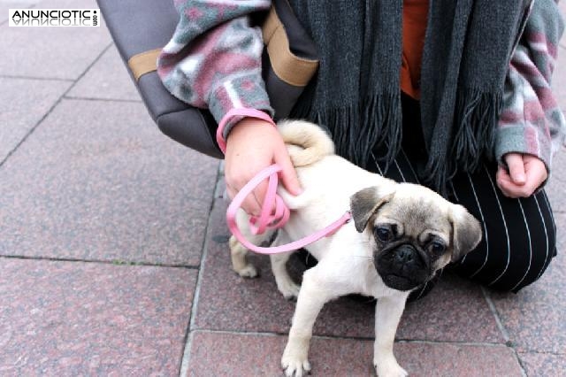 Dos polluelos adorables machos y hembras para adopción      