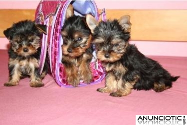 Yorkshire cachorros disponibles