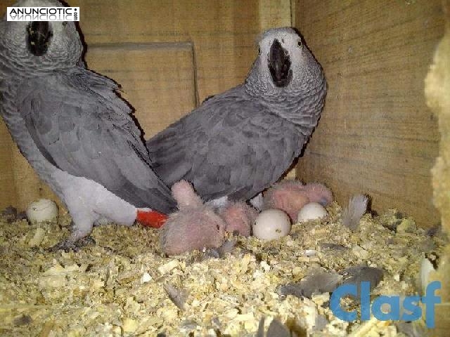 loros y loro huevos para la venta