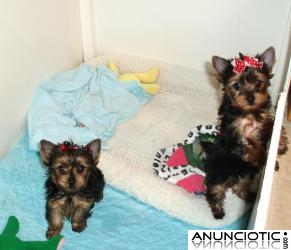 2 yorkies cachorros para adopción