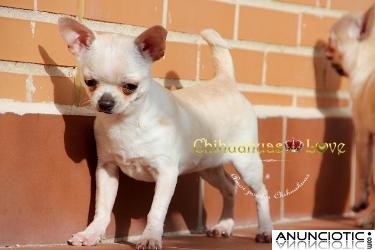 Chihuahuas, hembra en venta