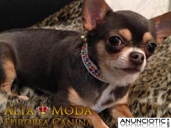 Collares para Perros, Collares y Correas para Perros