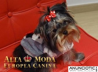 Ropa para Perros, Ropa para Yorkie