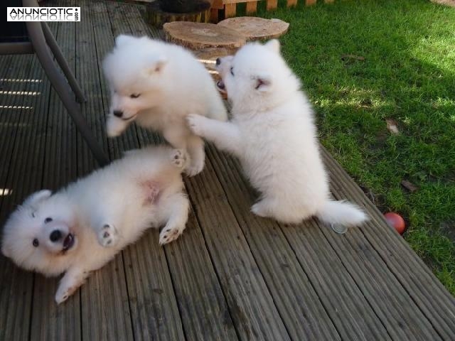 Cachorros de pura raza Samoyedo para adopción