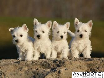 lindos hermosos west highland terrier para su aprobación.