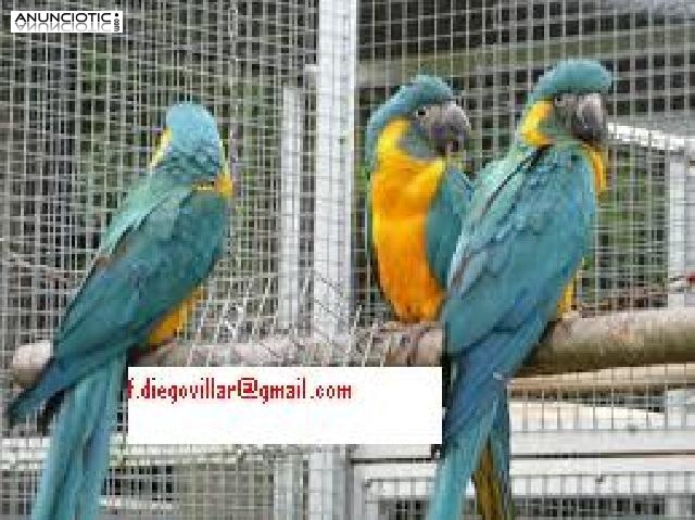 loros Guacamayo gratuitos para adopción