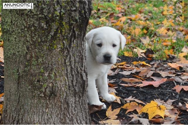  Disponible camada de Labrador . excelente calidad