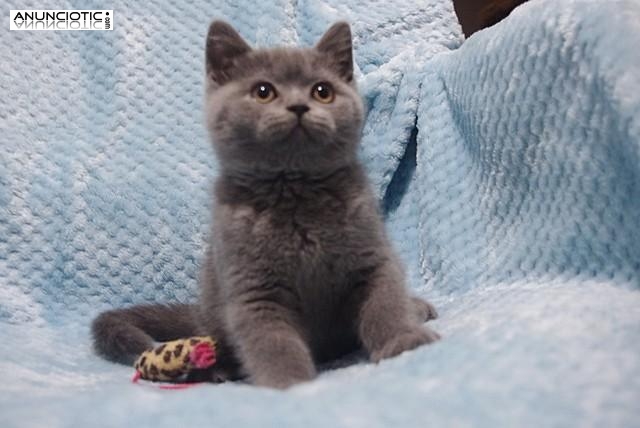 gatito de pelo corto inglés masculino y femenino de aspecto perfecto