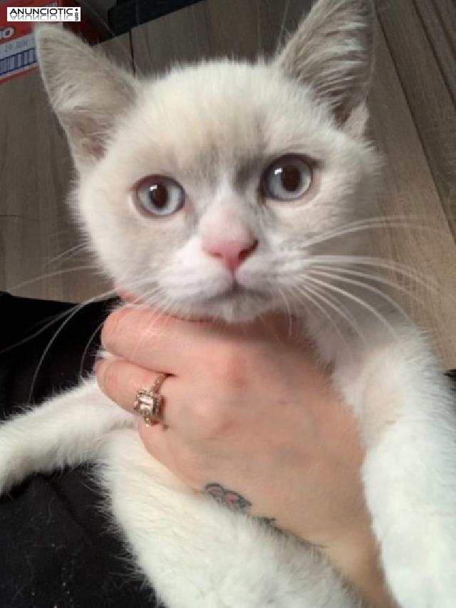 gatito de pelo corto inglés masculino y femenino de aspecto perfecto