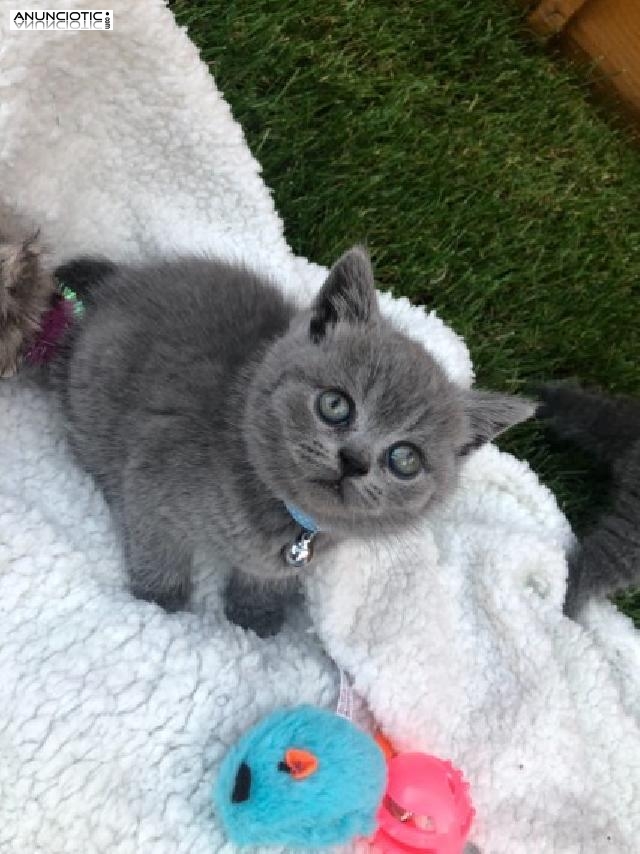 gatito de pelo corto inglés masculino y femenino de aspecto perfecto