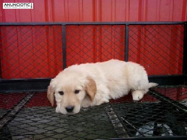 cachorros de golden retriever amoroso necesitan un nuevo hogar