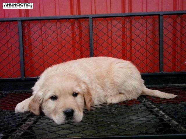 cachorros de golden retriever amoroso necesitan un nuevo hogar