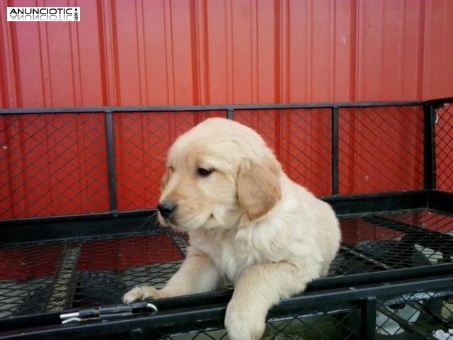 cachorros de golden retriever amoroso necesitan un nuevo hogar