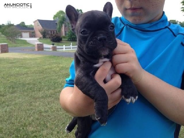 Cachorros Bulldog Francés Disponibles