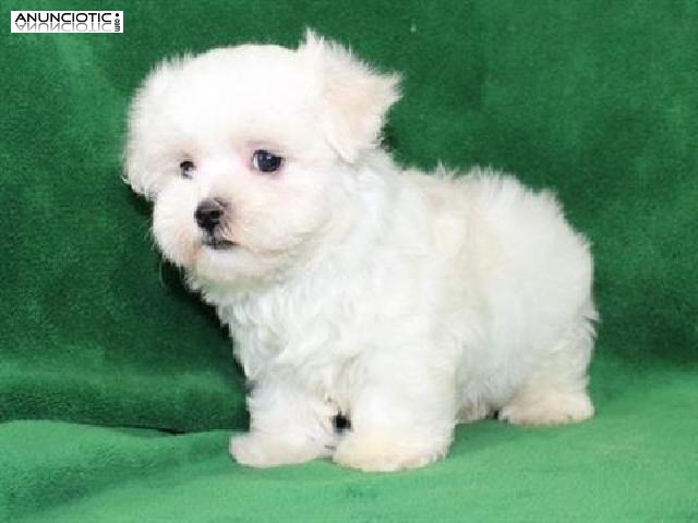 REGALO CACHORRITOS DE BICHON MALTES