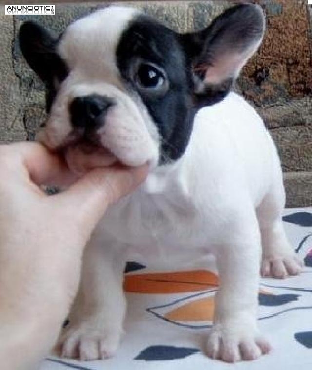 Regalo cachorro bulldog frances macho y hembr