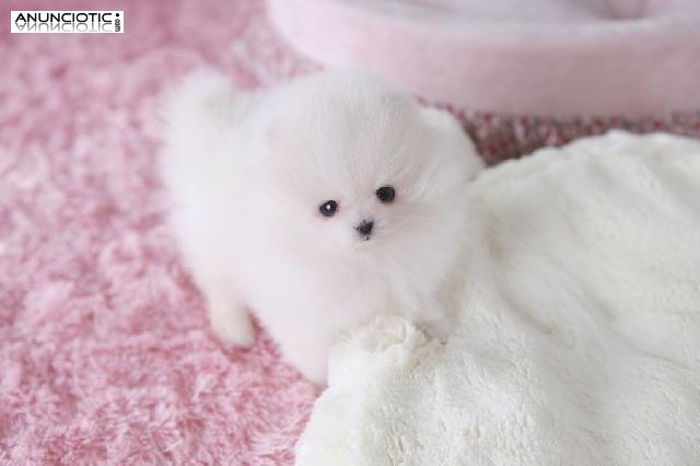 LULÚ POMERANIA TOY