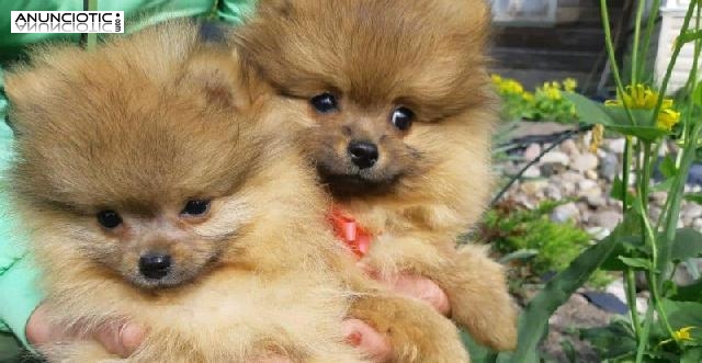 LULÚ POMERANIA TOY