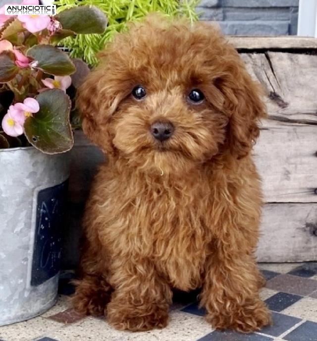 ((+34634073687)) poodle puppies for sale .........