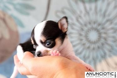 cachorros de Chihuahua.