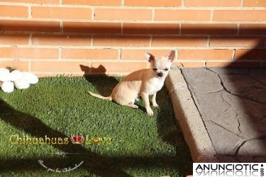 Chihuahuas PequeÃ±os