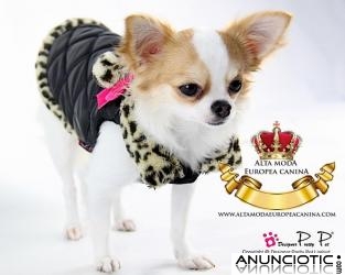 Abrigos, Jerseys, Chandals, moda canina