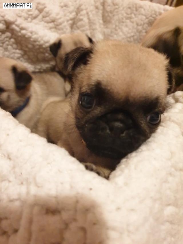 Preciosos cachorros de Pug