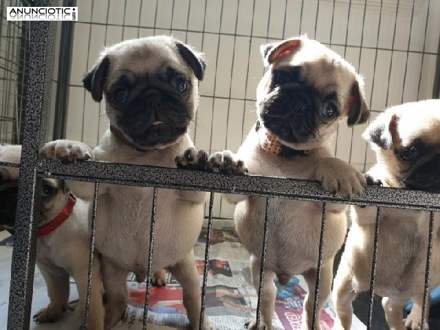 Preciosos cachorros de Pug