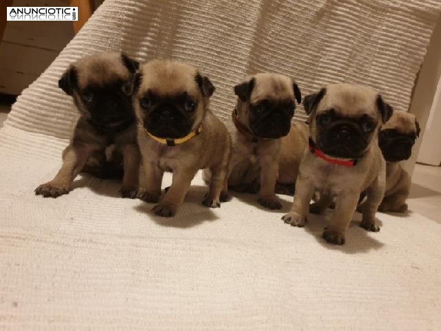 Preciosos cachorros de Pug