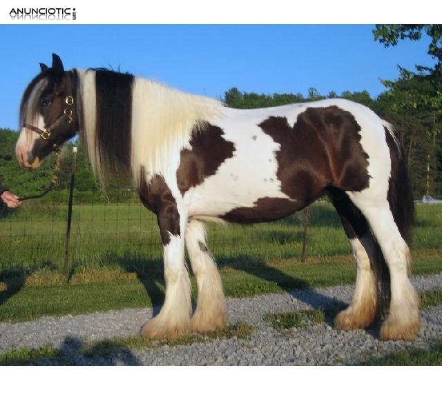 Venta de caballos Gypsy Vanner. 