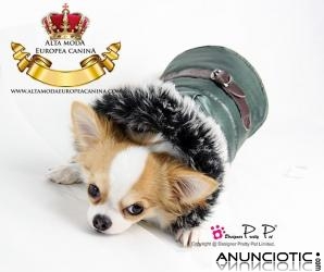 Ropa para perros, novedades