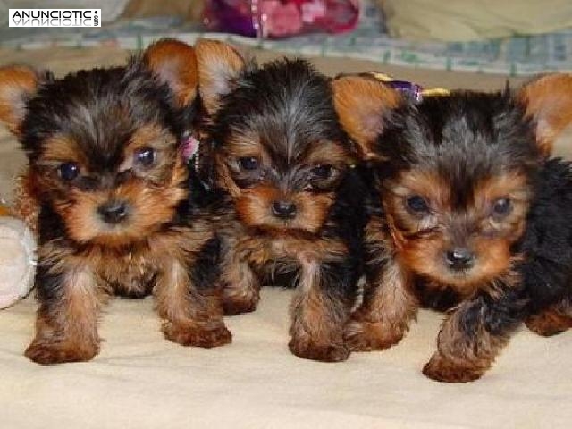 Yorkies taza de té disponibles para los hogares de Navidad 